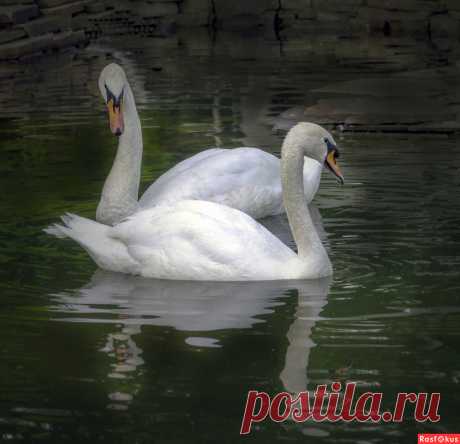 Фото: РАЗМОЛВКА... Фотограф Юрий Карасёв. Природа - Фотосайт Расфокус.ру