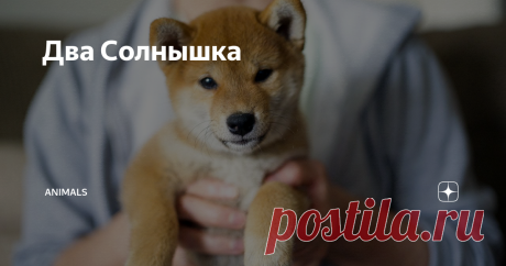 Два Солнышка Статья автора «Animals» в Дзене ✍: – Мы сделали все, что было в наших силах. Ваша девочка будет ходить, но… – доктор вздохнул и продолжил, – Я не психолог, я всего лишь нейрохирург...