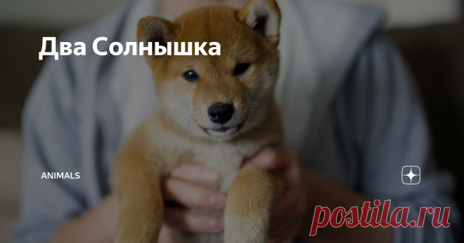Два Солнышка Статья автора «Animals» в Дзене ✍: – Мы сделали все, что было в наших силах. Ваша девочка будет ходить, но… – доктор вздохнул и продолжил, – Я не психолог, я всего лишь нейрохирург...