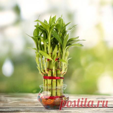 Драцена Сандера, или «бамбук счастья». Уход в домашних условиях. Фото - Ботаничка.ru