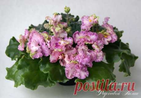 Для любителей фиалок 🌸 I ♥ Flowers #Лиля_Федосеева