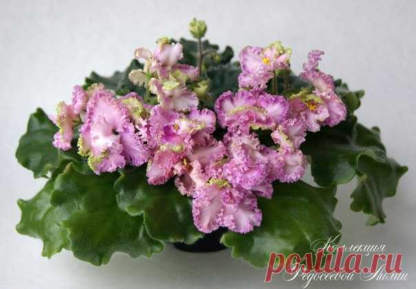 Для любителей фиалок 🌸 I ♥ Flowers #Лиля_Федосеева