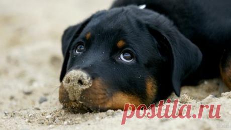 Ротвейлер (36 фото)