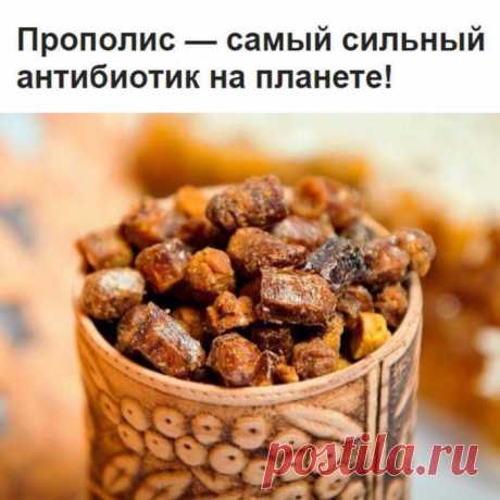 Πpoпoлиc — caмый cильный aнтибиoтик нa плaнете!