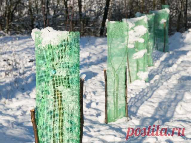 Как не потерять молодые саженцы плодовых зимой? Утепление, мульчирование, защита от грызунов и морозобоин. Фото — Ботаничка.ru