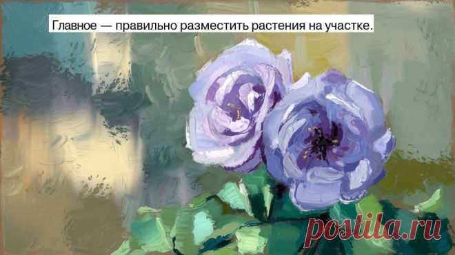 Главное — правильно разместить растения на участке. 

Для украшения входа или фасада дома используют солитеры — одно или несколько декоративных деревьев, кустарников, четко выделяющихся на общем фоне. Они придают дому особую парадность. 

В качестве солитеров могут быть серебристые ели, катальпы, плакучие ивы, пурпурнолистная алыча. 

Прекрасным украшением послужат старые деревья (дубы, ясени, клены, липы), если они сохранились возле дома. 

При выборе пород для солитеров ...