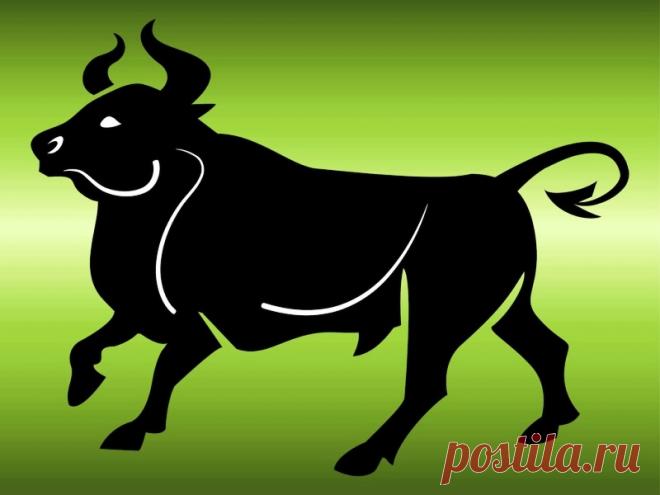 Как украсить окна на Новый 2021 год Быка: шаблоны для вырезания для дачи и дома