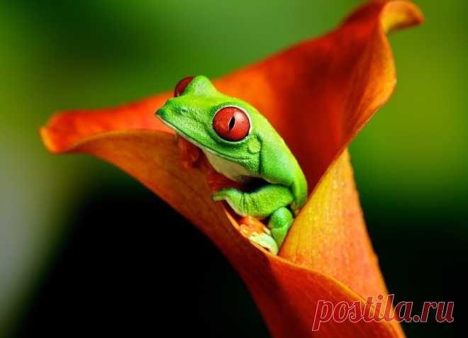 Красноглазая квакша - мультяшная лягушка - Путешествуем вместе