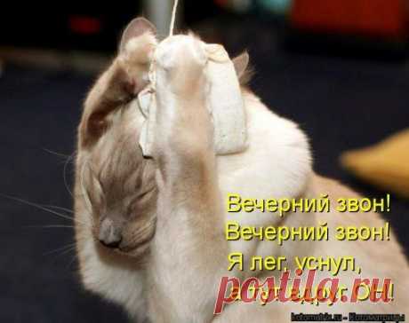 Вечерний звон (котоматрица)