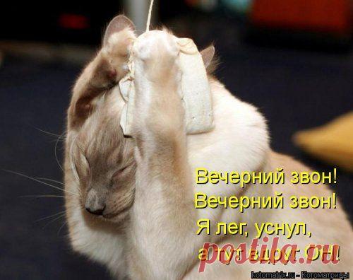 Вечерний звон (котоматрица)