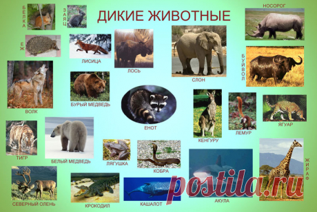 Магический математический фокус — Болтай