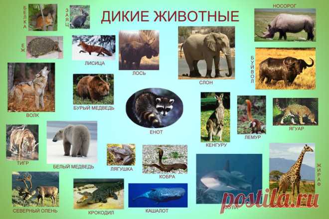 Магический математический фокус — Болтай