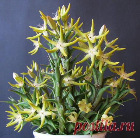 Orbea rogersii