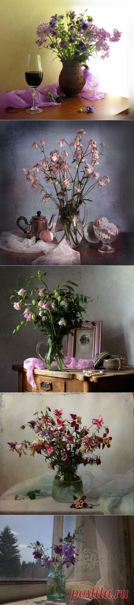 Натюрморты Аквилегия - волшебный цветок эльфов.