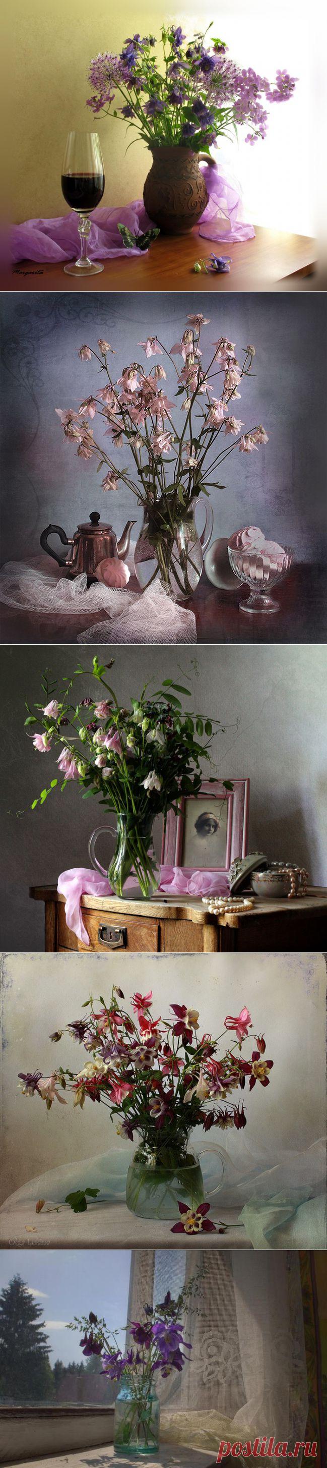 Натюрморты Аквилегия - волшебный цветок эльфов.