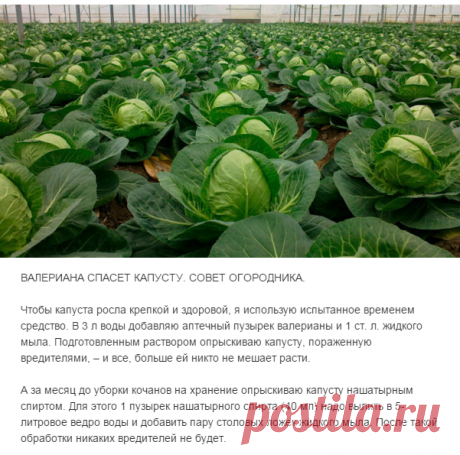Валерьяна спасает капусту