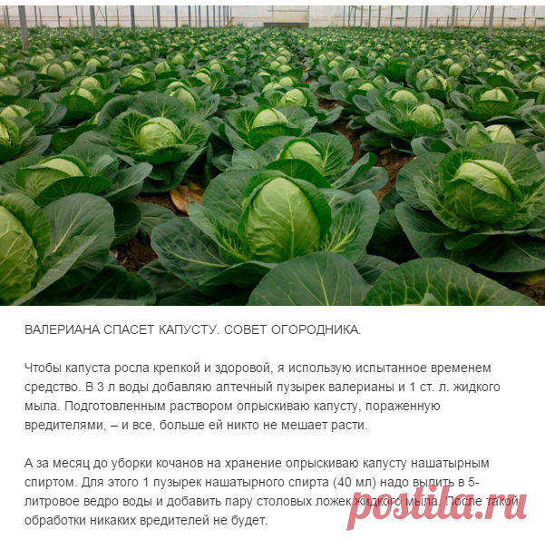 Валерьяна спасает капусту