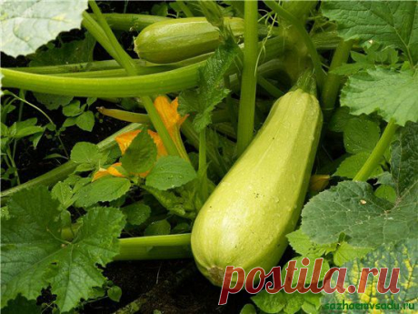5 секретов выращивания вкусных кабачков | Дачный участок