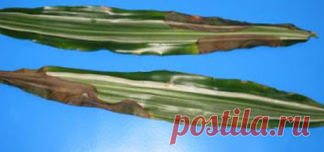 Драцена