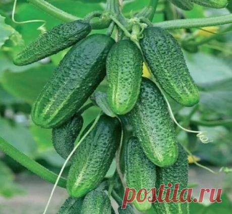 Чем полить огурцы, чтобы они начали стремительно расти?