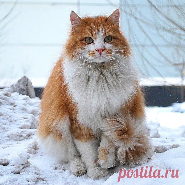 Мой Мир@Mail.Ru