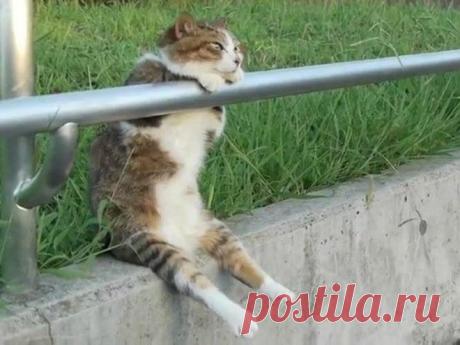 Излюбленные позы.