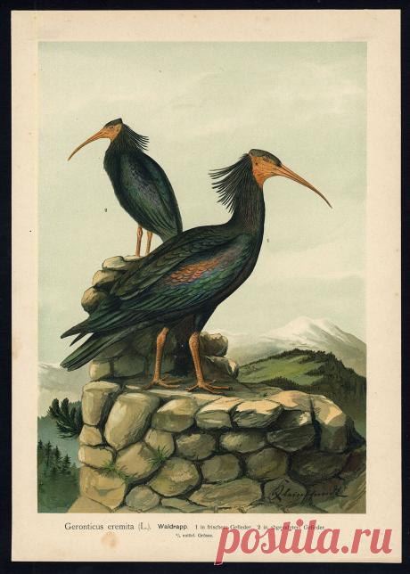 Antique Bird Print Northern Bald Ibis Waldrapp Plate VII 20 Naumann 1896 | eBay