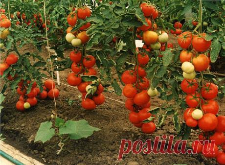 Высокоурожайные сорта томатов
Если хотите, чтобы на грядках росли разнообразные сорта томатов, запасайтесь новинками к каждому сезону. При этом несколько – высокоурожайные сорта томатов, которые должны составлять большую часть урожая томатов.Когда выбираете сорта томатов, смотрите, чтобы сроки созревания были ранние или среднеранние. Правда, бывает, что и среднеспелый сорт очень хорош, как например, Сибирский малахит – желтые в зеленую полосочку плоды. Вырастают полосатые ...