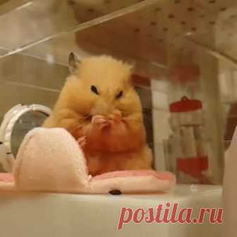 Так умывается хомяк (замедленное видео)