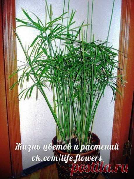 циперус