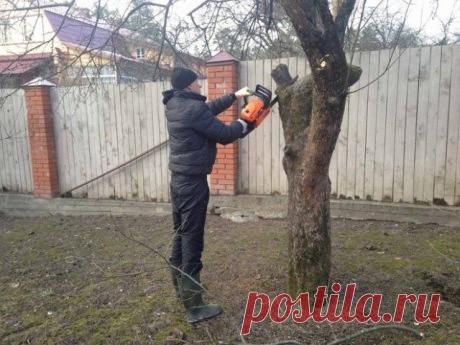 Весенняя подкормка плодовых деревьев и ягодных кустарников | Уход за садом (Огород.ru)