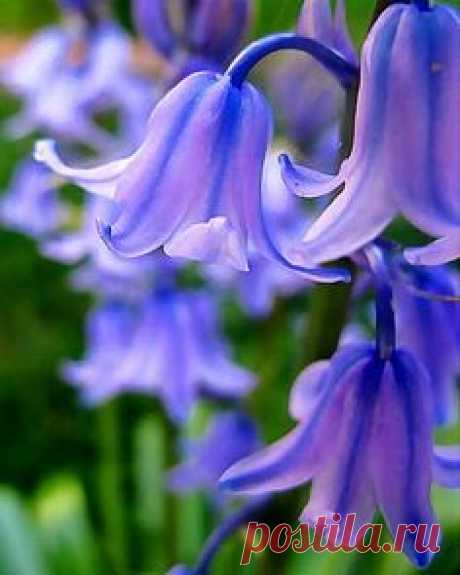 English Bluebell.