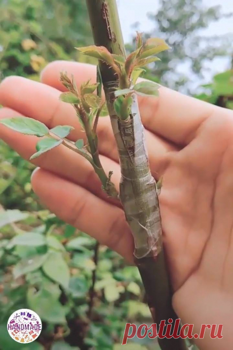 Grafting trees produces quality products