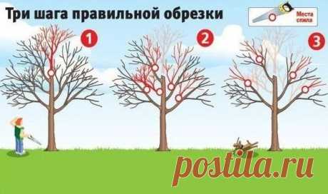 Как вернуть деревьям былую силу