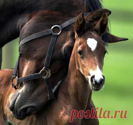Материнская любовь..