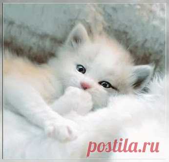 Google+