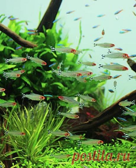 Аквариум ОК, или Аквариумок. Аквариум, аквариумистика, аквариумные рыбки, болезни и лечение аквариумных рыбок | aquariumok.ru