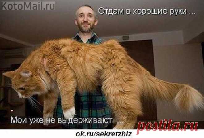 юмор | KotoMail.ru