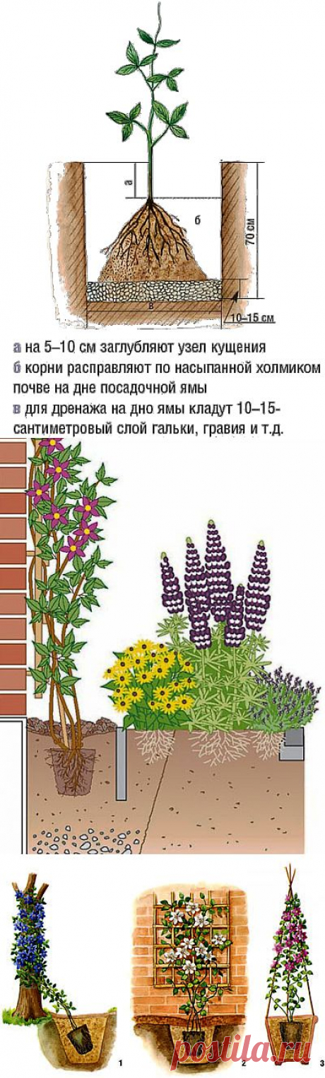 Как правильно посадить клематис. Где и как посадить клематисы.