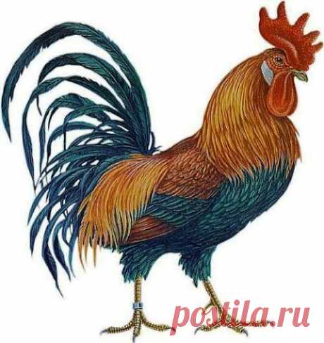 Год петуха | ДОСТОЙНАЯ ЖИЗНЬ НА ПЕНСИИ