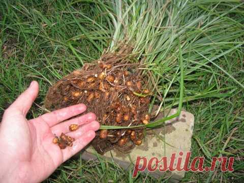 "Бабушкин камень". Старинный чудо-метод увеличения урожая