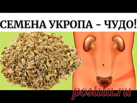 ЧУДО СЕМЕНА ИЗБАВЯТ ОТ ЛЮБЫХ БОЛЕЗНЕЙ! Всего одна ложка СЕМЯН УКРОПА и долой болезни