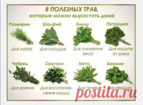 ПРЯНЫЕ ТРАВЫ