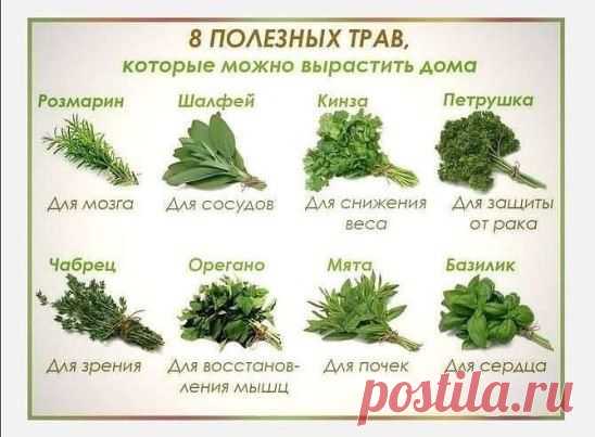 ПРЯНЫЕ ТРАВЫ