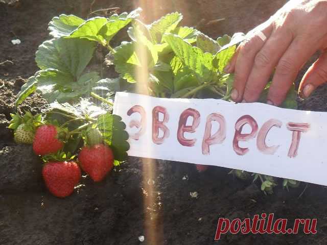Клубника сорт Гора Эверест - описание, посадка, уход, отзывы