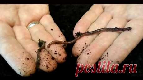 Червь старатель - лучше друга не найти! | Я и дача | Яндекс Дзен