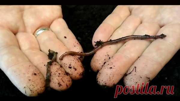 Червь старатель - лучше друга не найти! | Я и дача | Яндекс Дзен