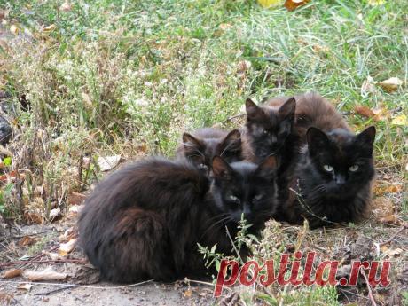 Братья наши меньшие: «Жил да был черный кот…»