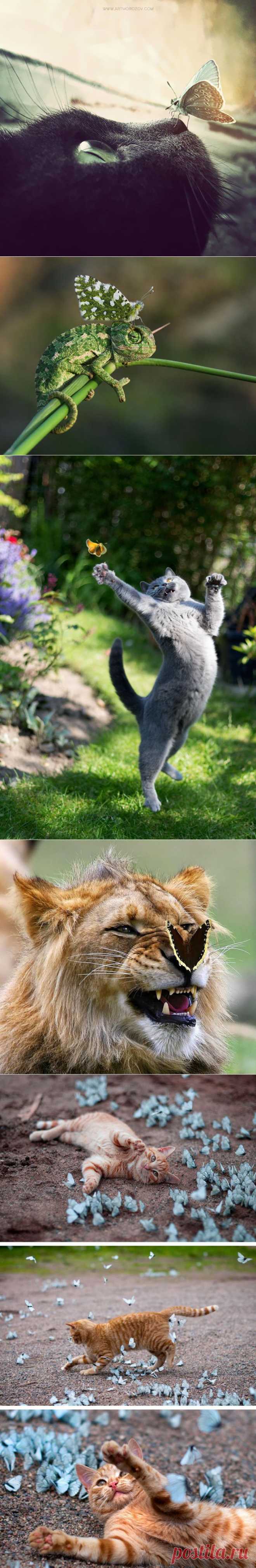 Двойная порция умиления: животные и бабочки