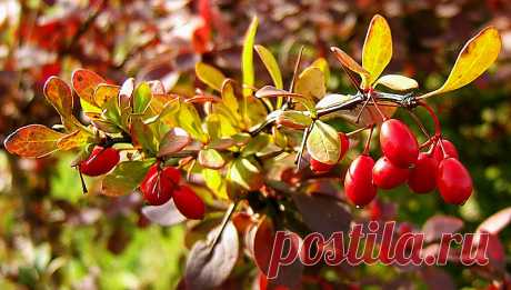 Еще один сторонник вашего здоровья – берберин Гормоны – наши все! Это и сияние, и настроение, и стройность, и фертильность, и отличное настроение, успех в карьере. И открыв для себя, как важно то, чтобы они находились в балансе и то, что мы можем повлиять не него с помощью питания, нутриентов, медитации и Инь Йоги и йоги для гормонов, делюсь с вами всем, что про это нахожу! В решении задачи оздоровления и обретения гормонального баланса большую роль играет употребление в п...